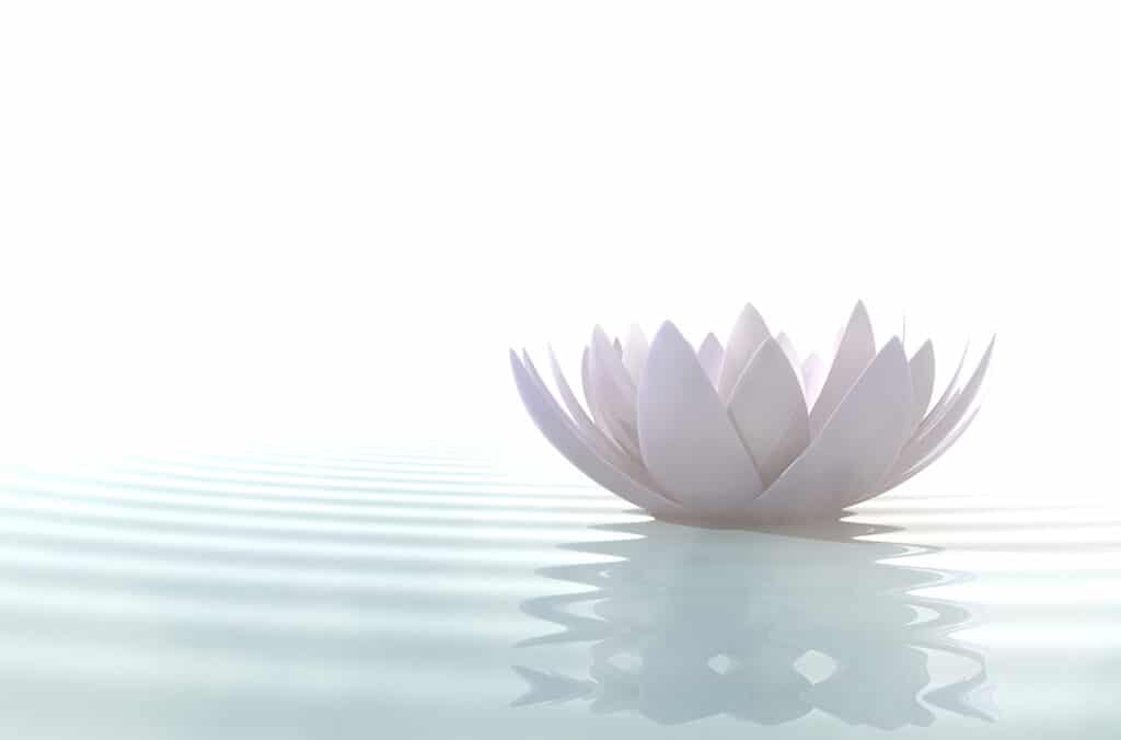 Photo of a lotus flower.