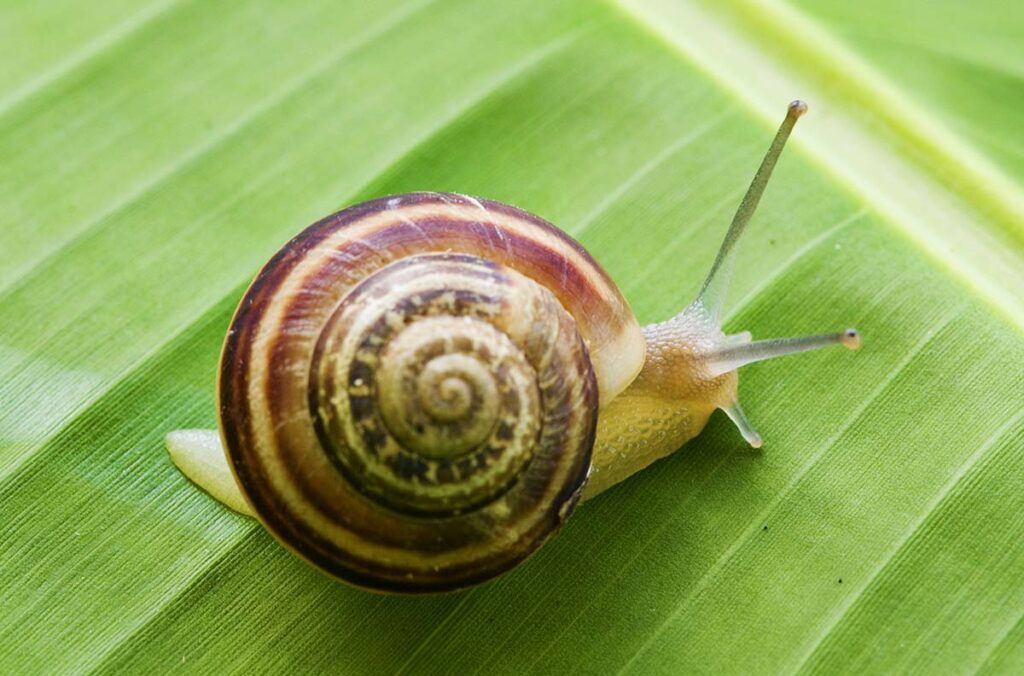 A photo of a snail on a banana leaf.